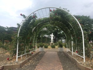 20200525 郡山市　開成山公園バラ園_200525_0012